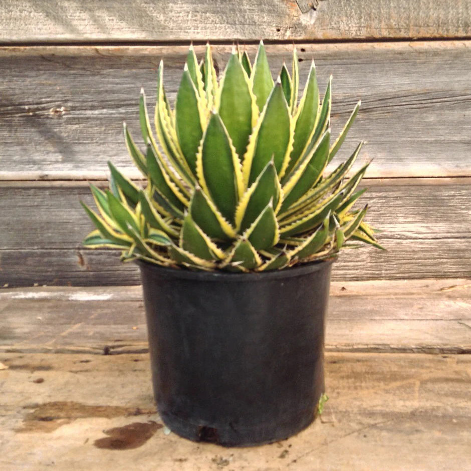 Agave lophantha Quadriolor (18 Lt)