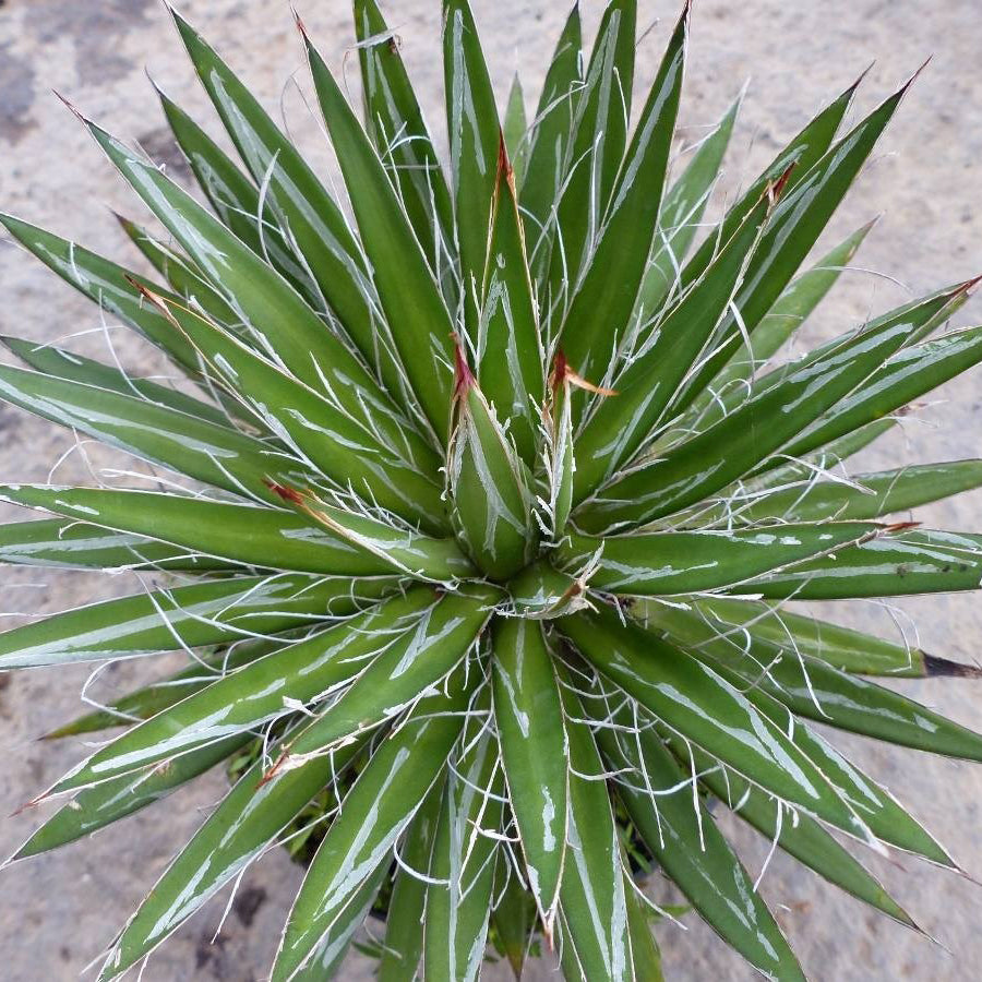 Agave schidigera Whitestripe  (18 Lt)