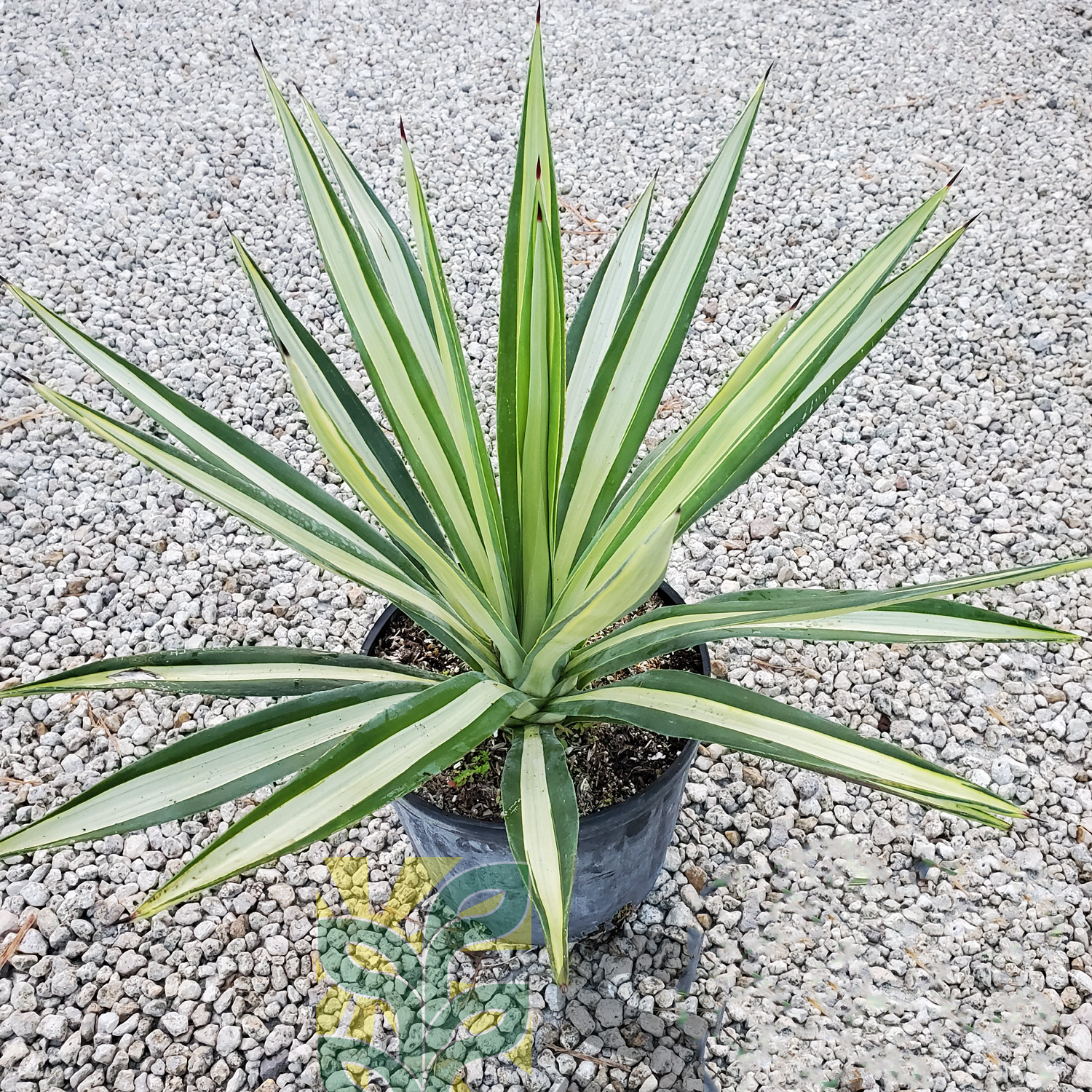 Agave schidigera Whitestripe  (18 Lt)