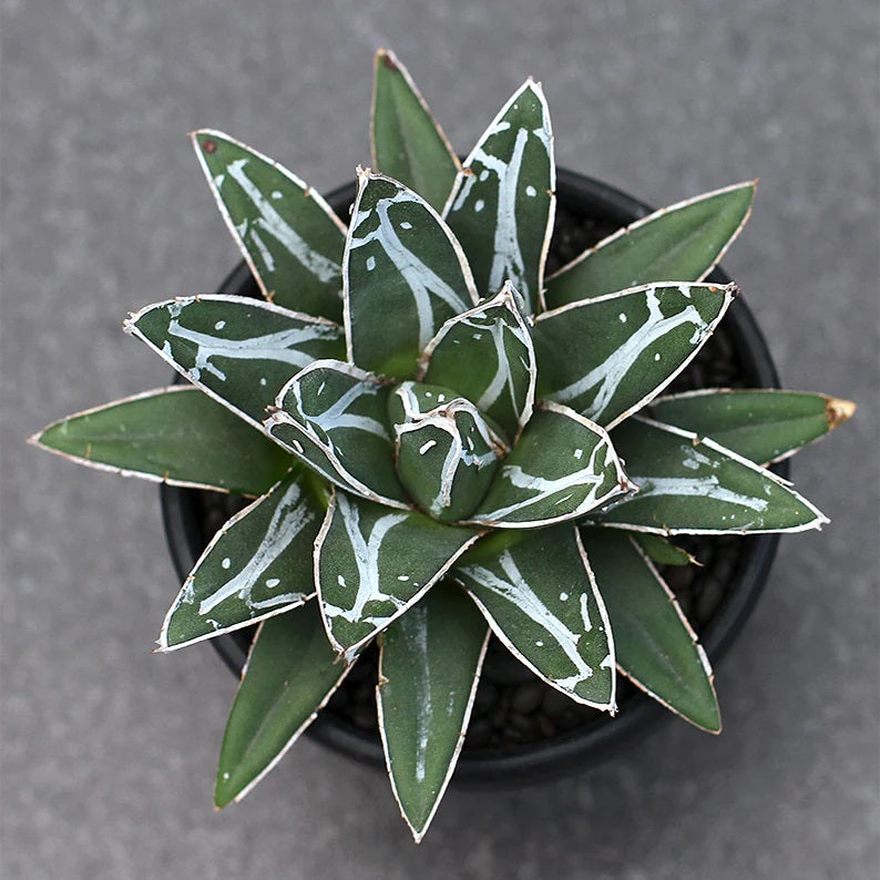 Agave victoria Regineae (18 Lt)