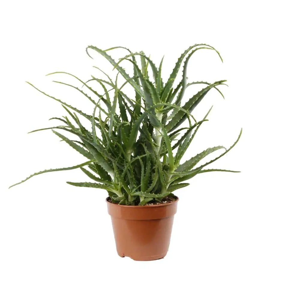 Aloe delaetii (7,5 Lt)