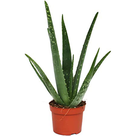 Aloe maculata (7,5 Lt)