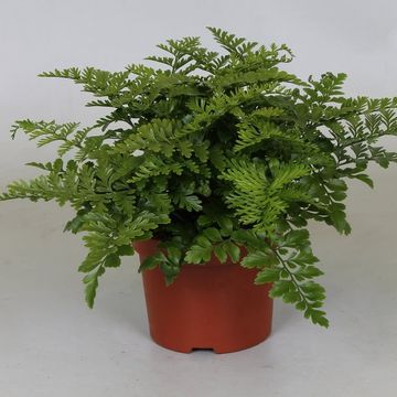 Asplenium bulbiferium 'Suze' - Eğrelti otu (30-40 cm)