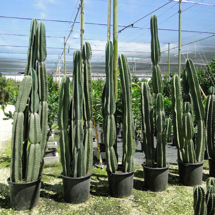 Cereus perinninanus (18 Lt)