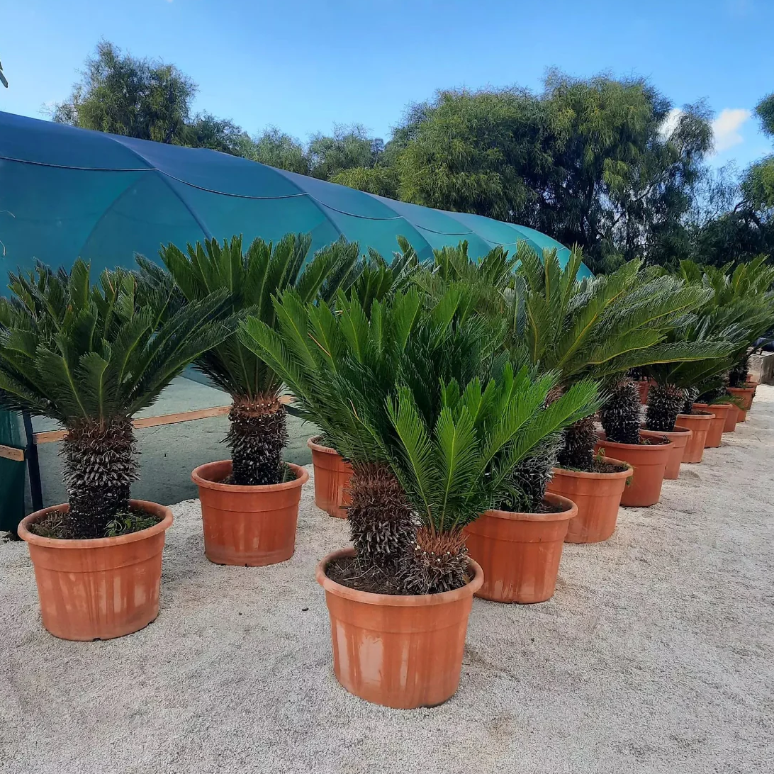 Cycas revoluta - Sikas (50 Lt)