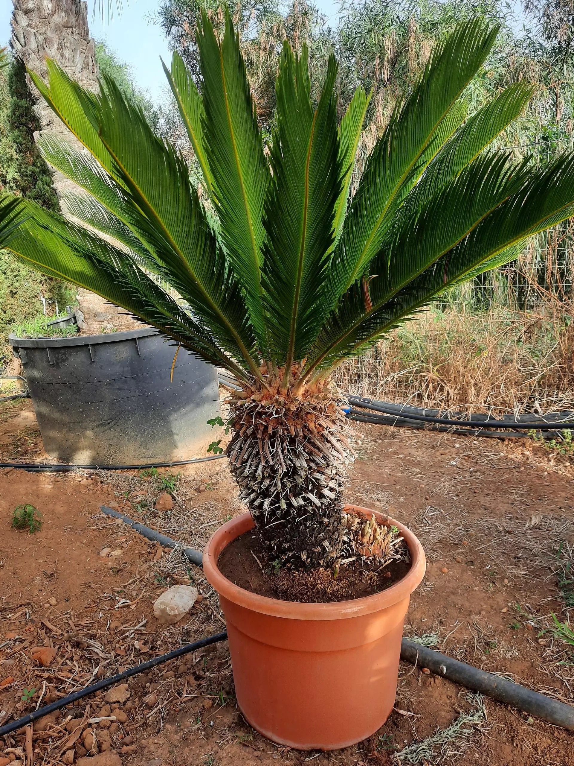 Cycas revoluta - Sikas (50 Lt)