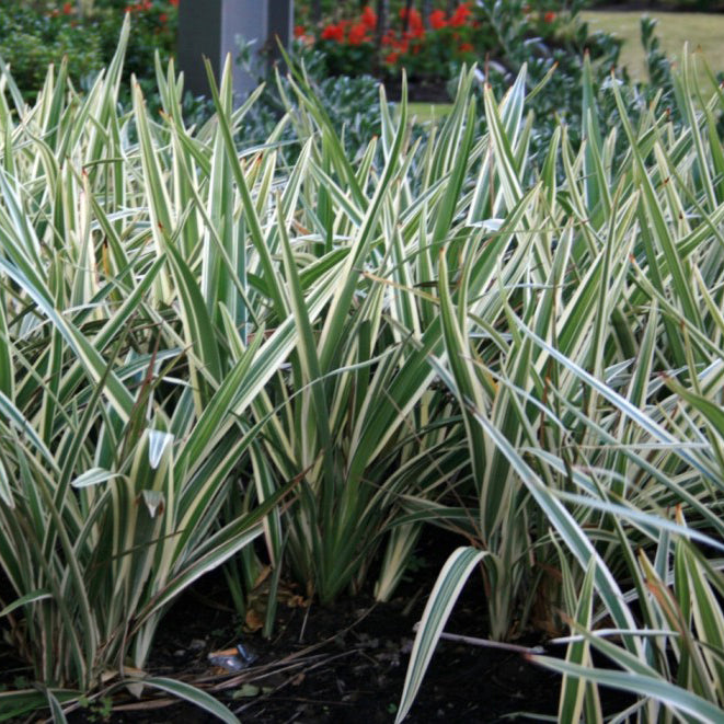 Dianella tasmanica 'Variegat' - Tazmanya kılıç otu (50-60 cm)