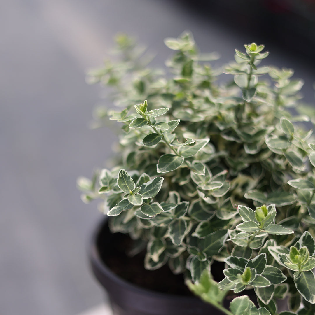 Euonymus fortunei ‘Silver queen’ - Gümüşi yapraklı yayılıcı taflan (3 Lt)