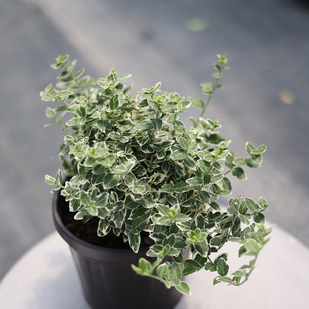 Euonymus fortunei ‘Silver queen’ - Gümüşi yapraklı yayılıcı taflan (3 Lt)