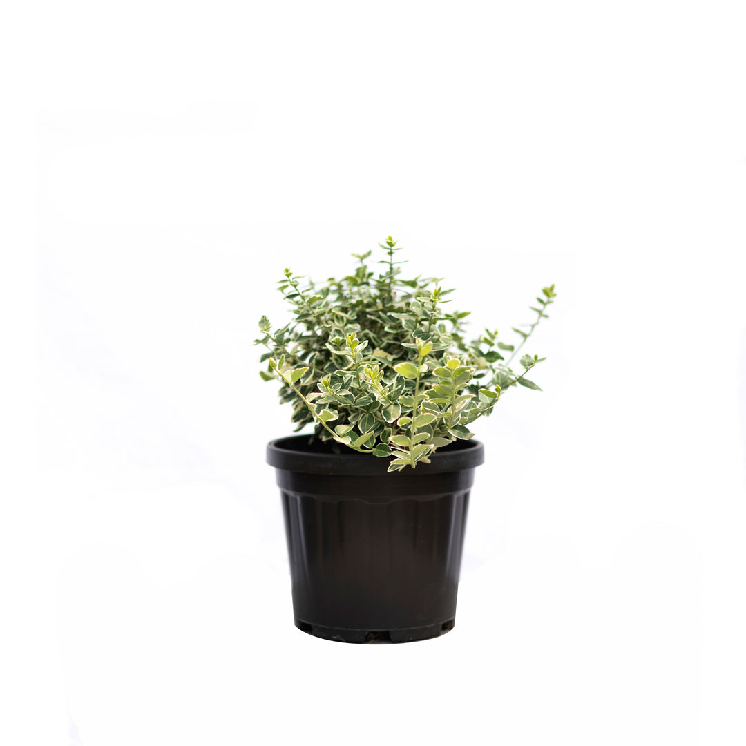 Euonymus fortunei ‘Silver queen’ - Gümüşi yapraklı yayılıcı taflan (3 Lt)