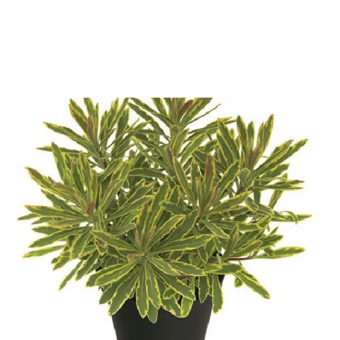 Euphorbia 'Amydal Frosted Frame' (3 Lt)