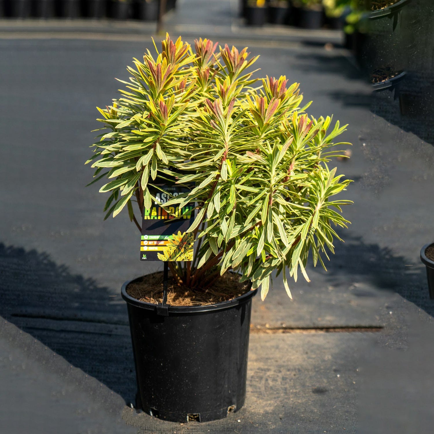 Euphorbia ''Ascot Rainbow' (3 Lt)