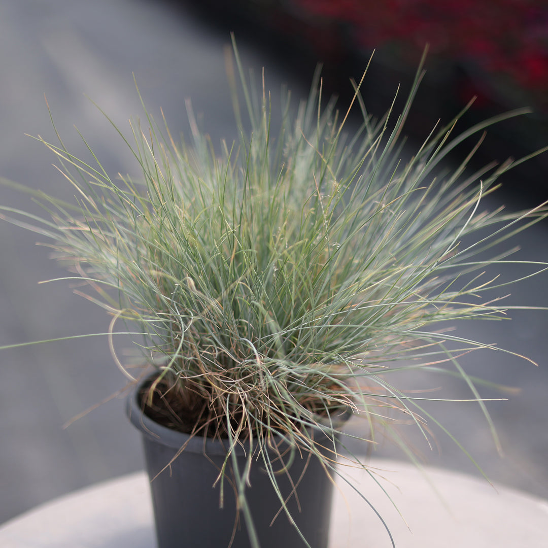 Festuca glauca - Mavi yumak süs çimi (1,5 Lt)