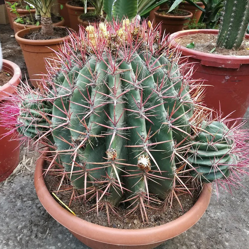 Ferocactus ssp (35 Lt)