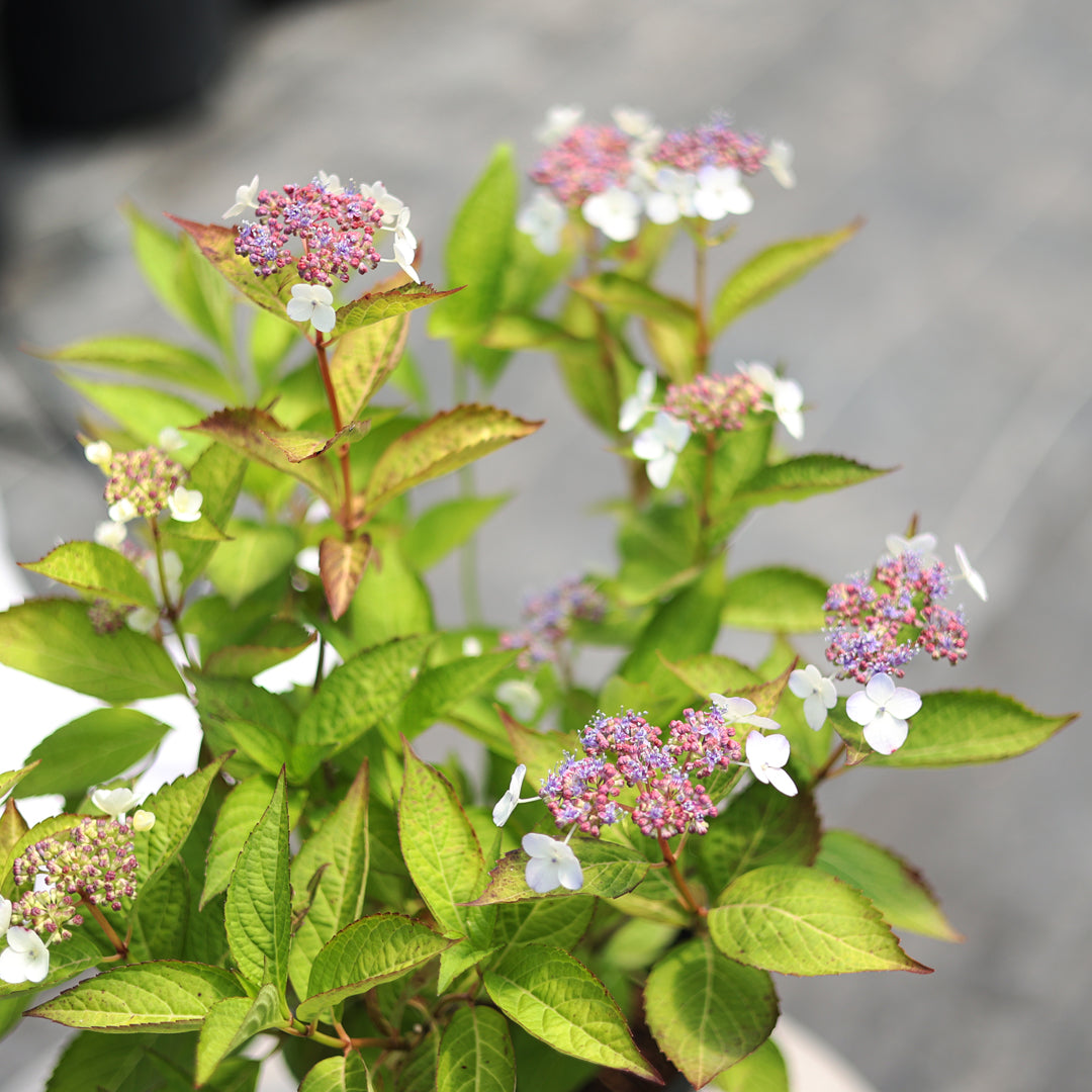 Hydrangea serrata ‘Bluebird’ - Mavi beyaz dağ ortancası (5 Lt)