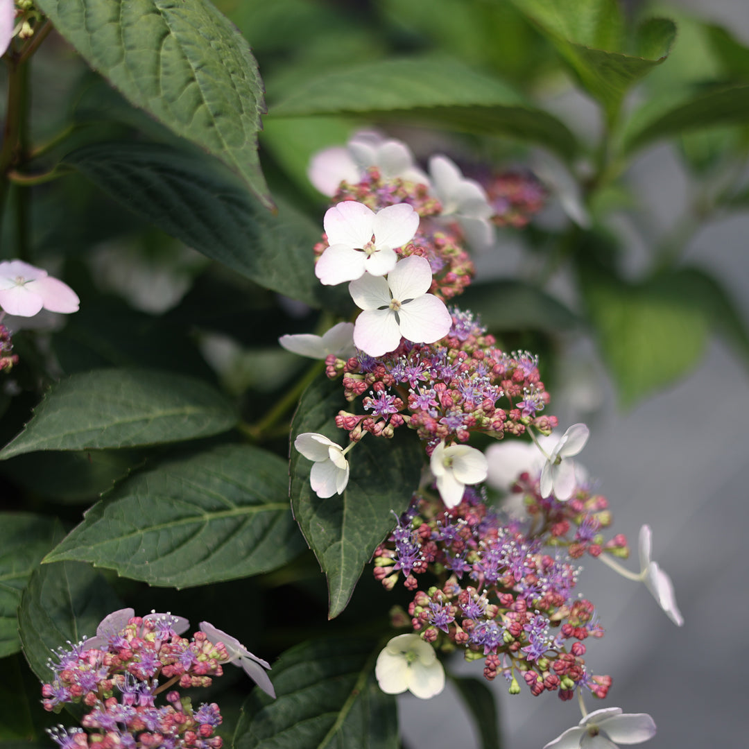 Hydrangea serrata ‘Bluebird’ - Mavi beyaz dağ ortancası (9 Lt)