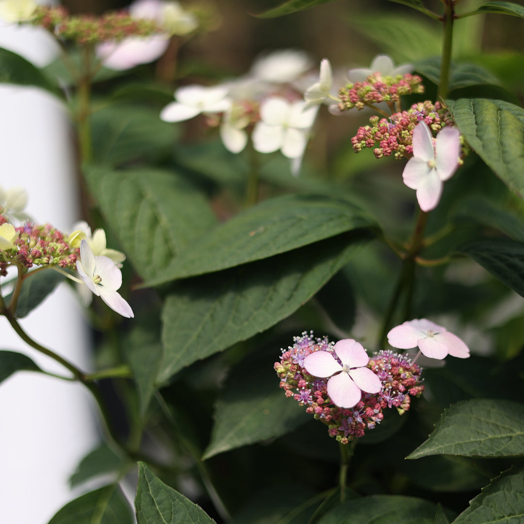 Hydrangea serrata ‘Bluebird’ - Mavi beyaz dağ ortancası (9 Lt)