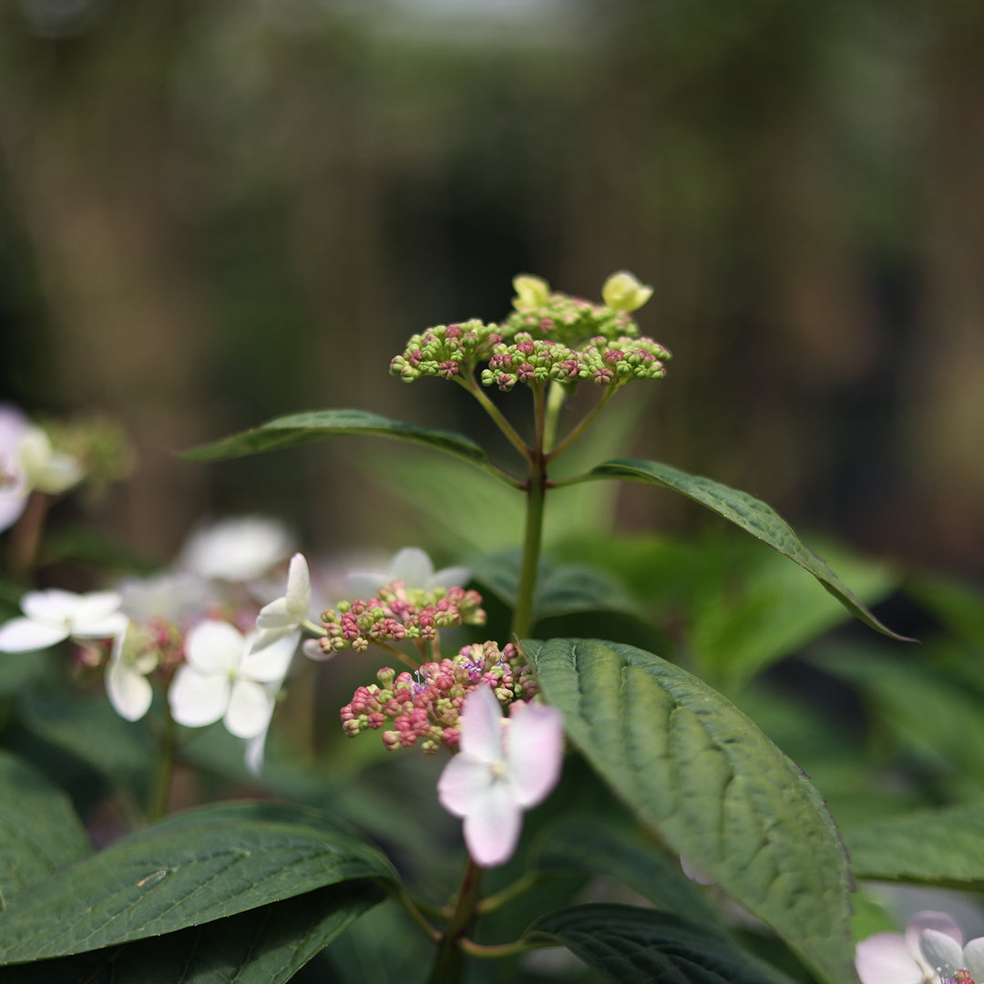 Hydrangea serrata ‘Bluebird’ - Mavi beyaz dağ ortancası (9 Lt)