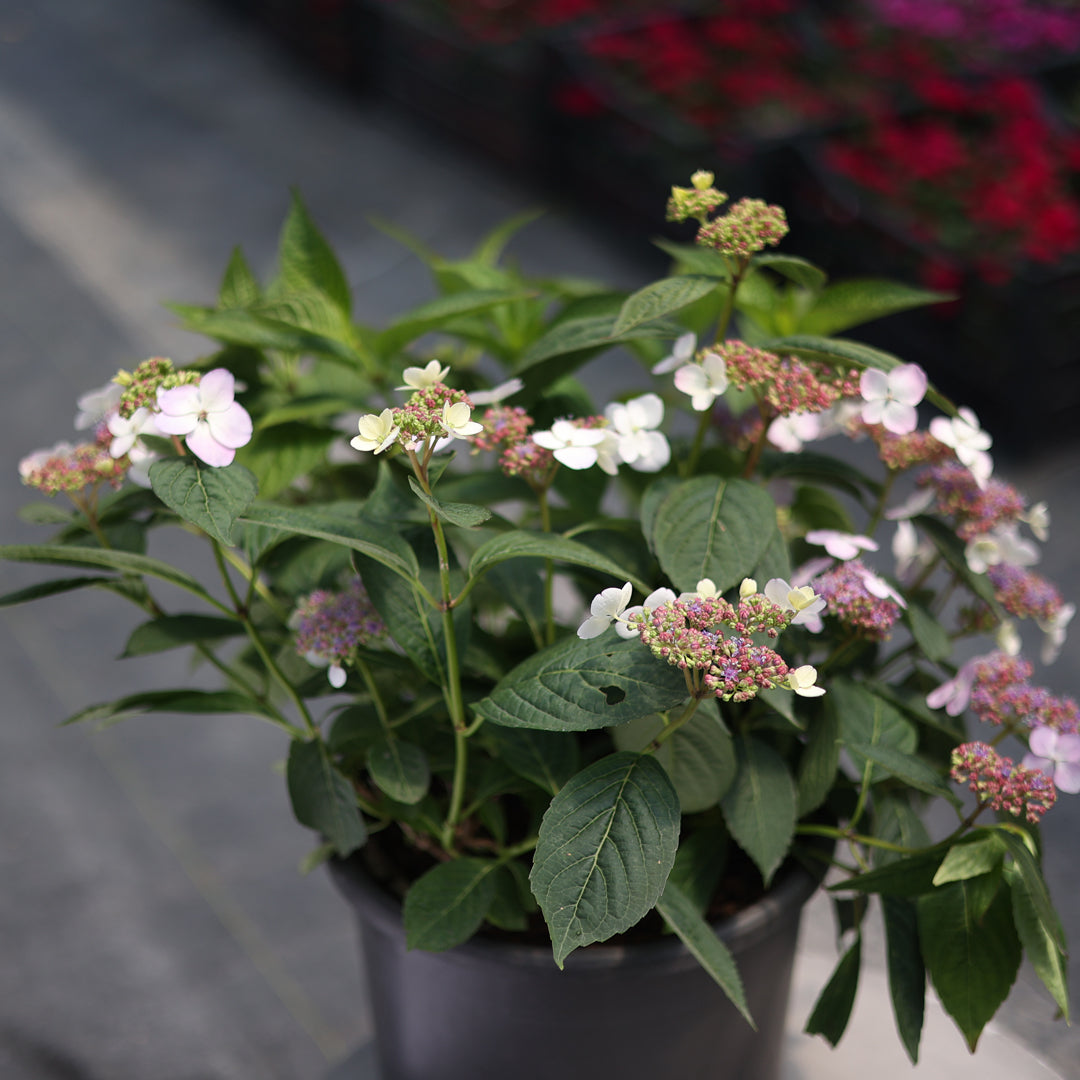 Hydrangea serrata ‘Bluebird’ - Mavi beyaz dağ ortancası (9 Lt)