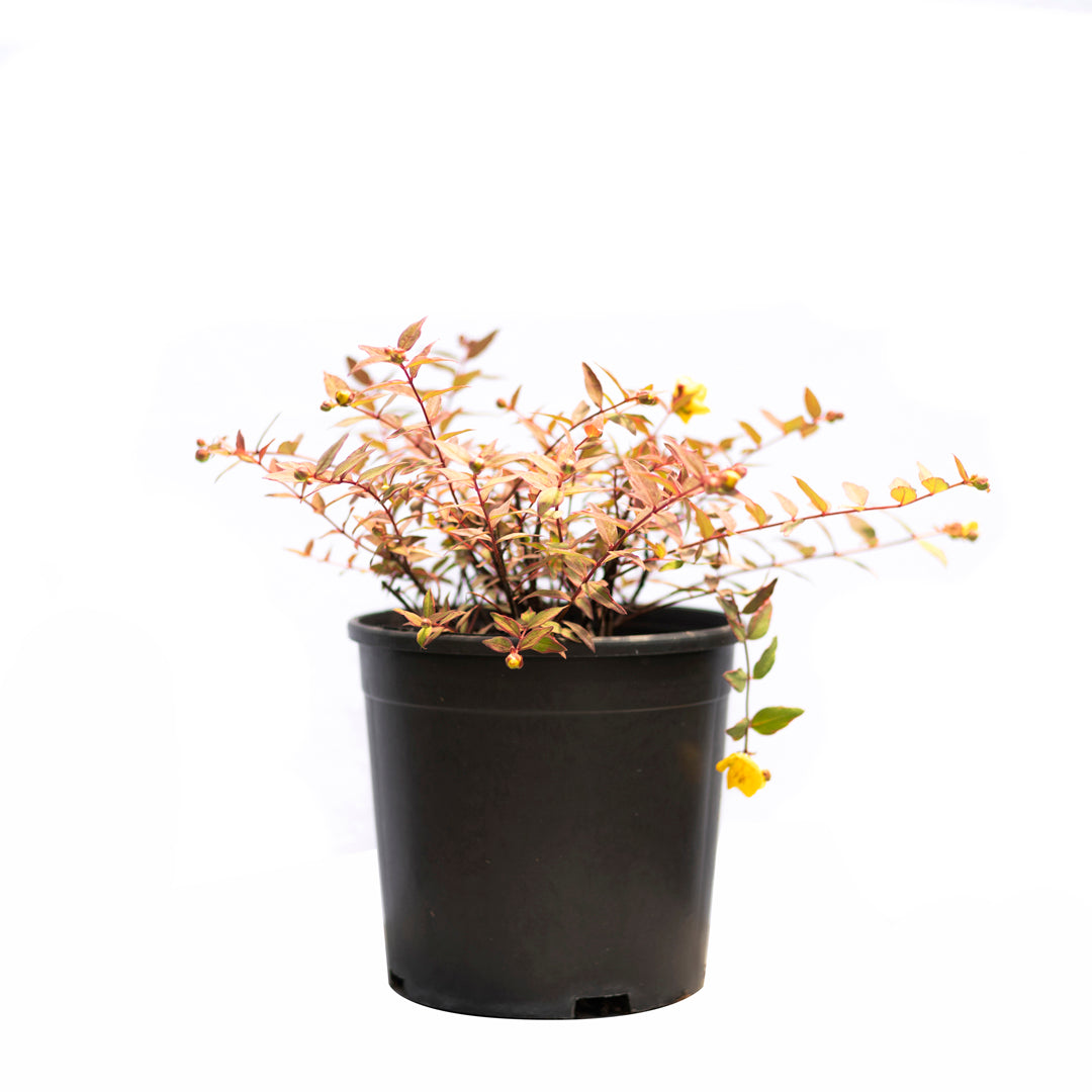 Hypericum moserianum ‘Tricolour’ - Sarı kantaron (7 Lt)