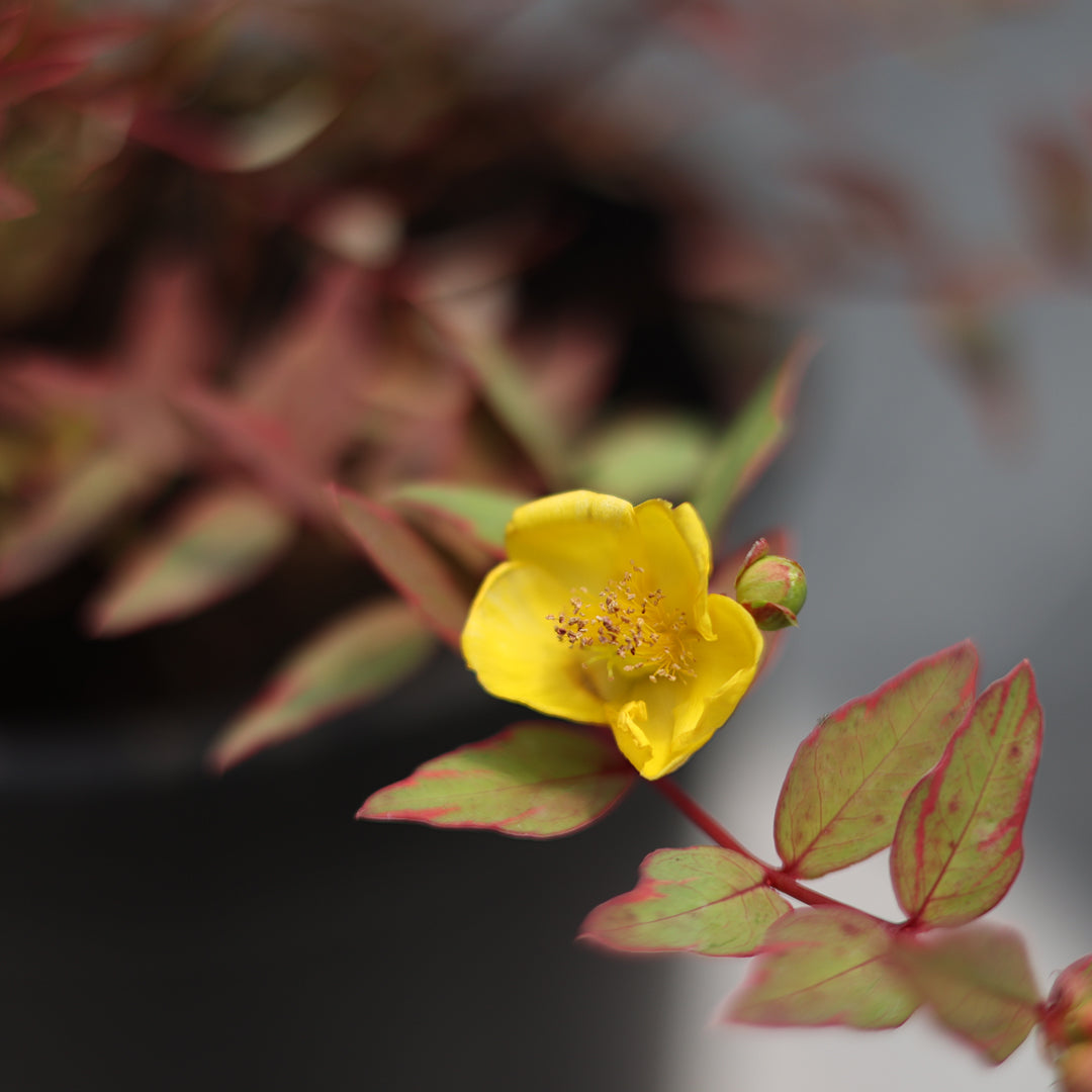 Hypericum moserianum ‘Tricolour’ - Sarı kantaron (7 Lt)