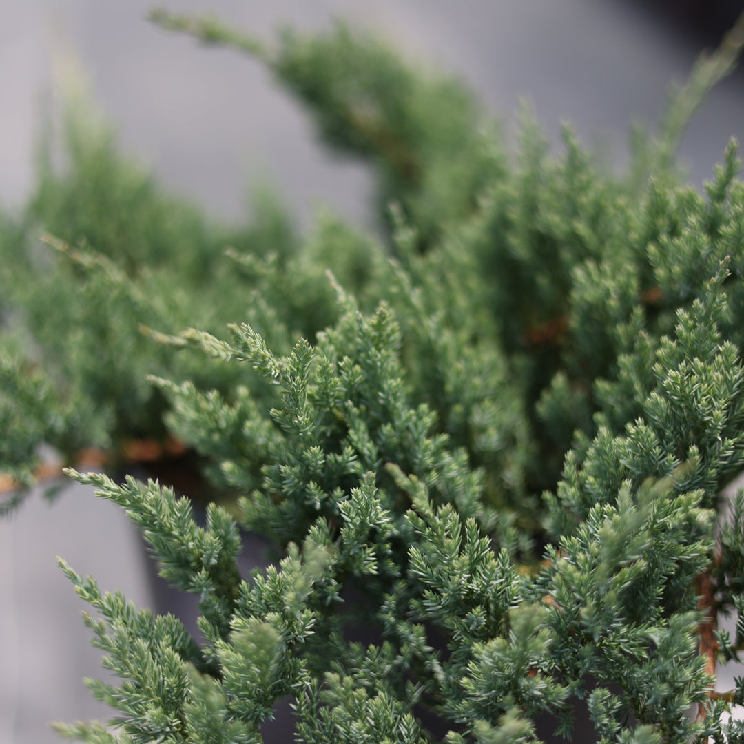 Juniperus blue chip - Mavi sürünücü ardıç (7 Lt)