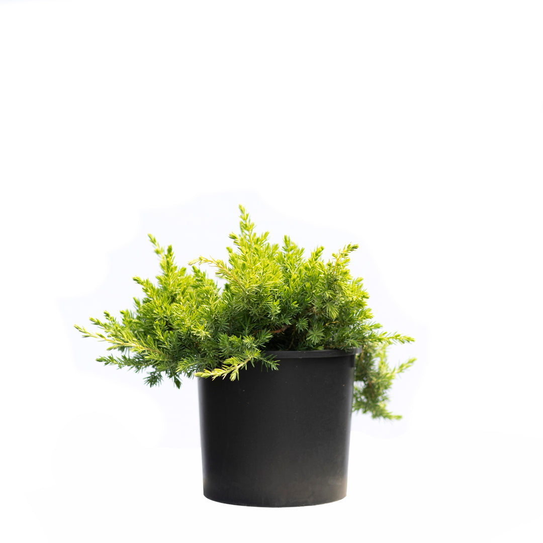 Juniperus minjulep (5 Lt)