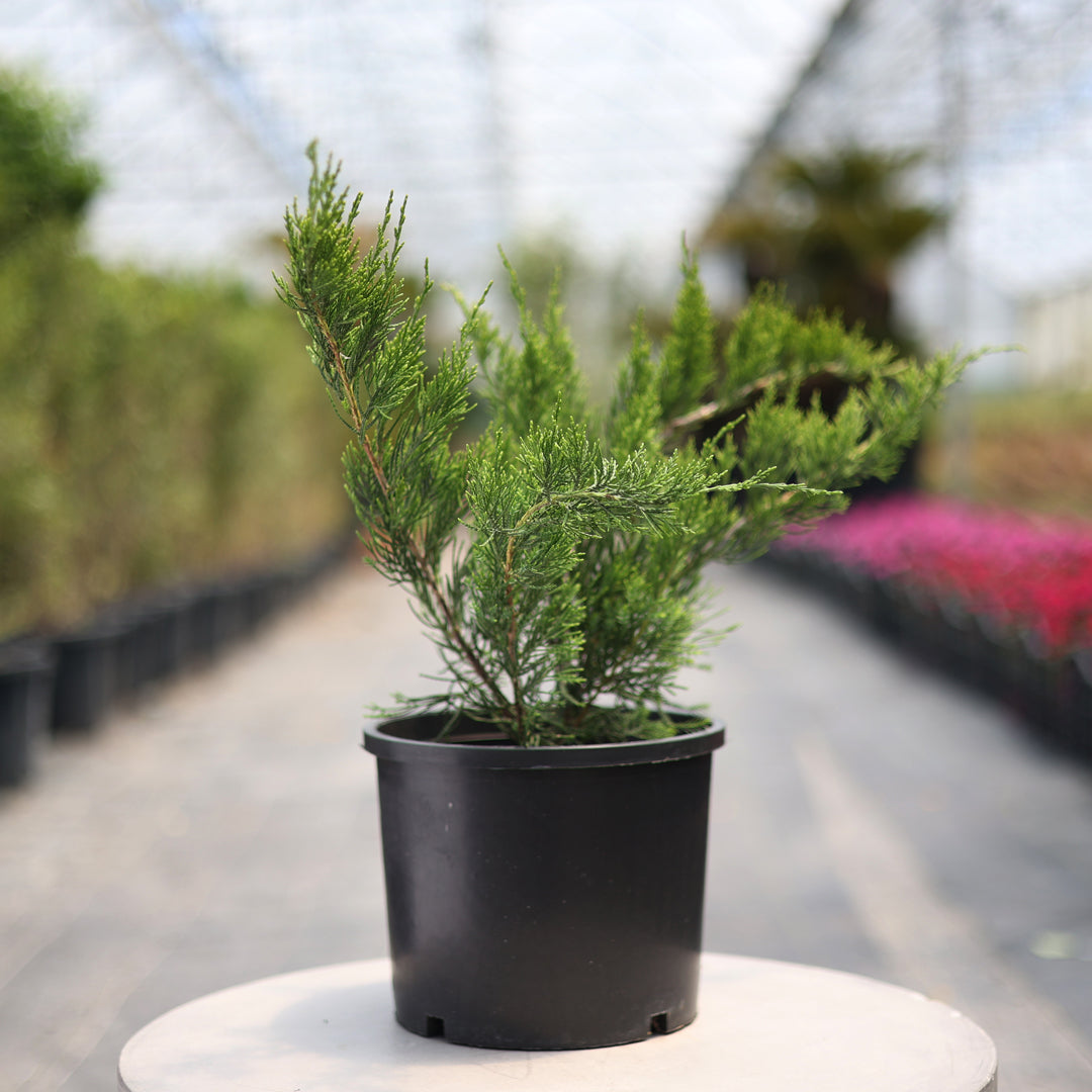 Juniperus tamariscifolia (5 Lt)