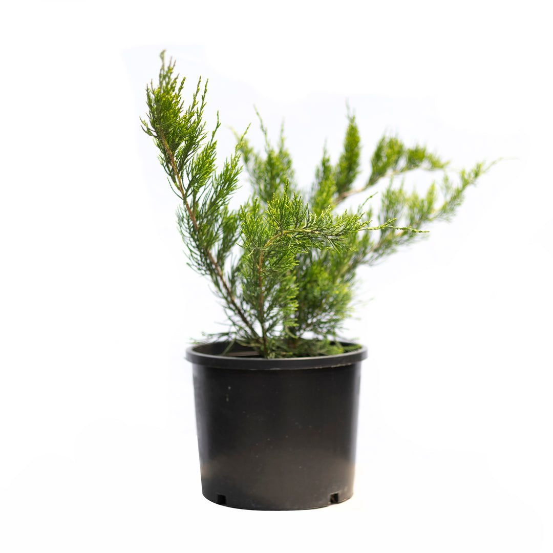 Juniperus tamariscifolia (5 Lt)