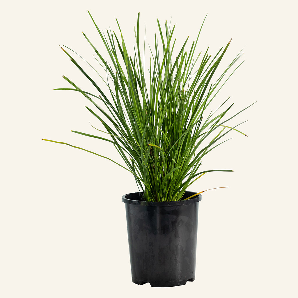 Lomandra longifolia 'Tanika' (3 Lt )