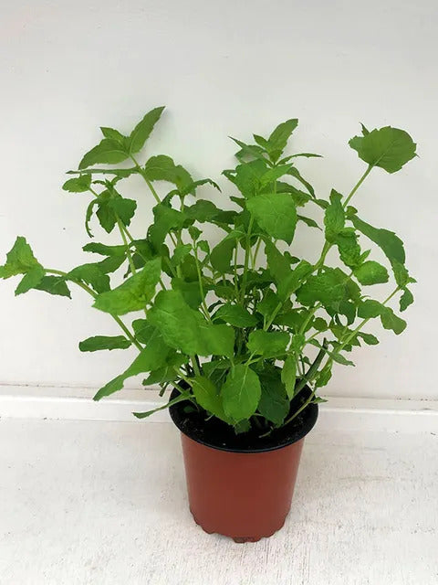 Mentha ginger - Nane (30-40 cm)