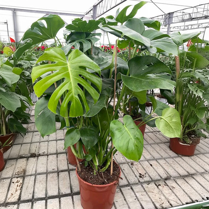 Monstera deliciosa - Deve tabanı bitkisi (130 cm)