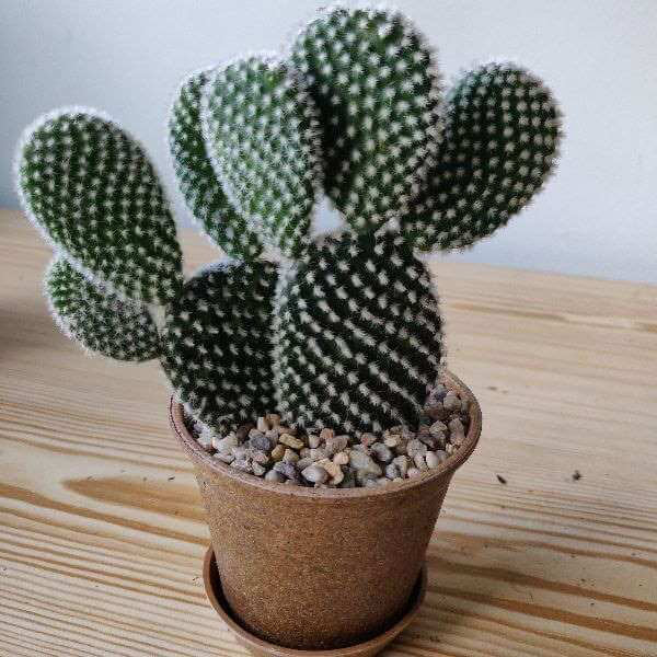 Opuntia microdasy (5 Lt)