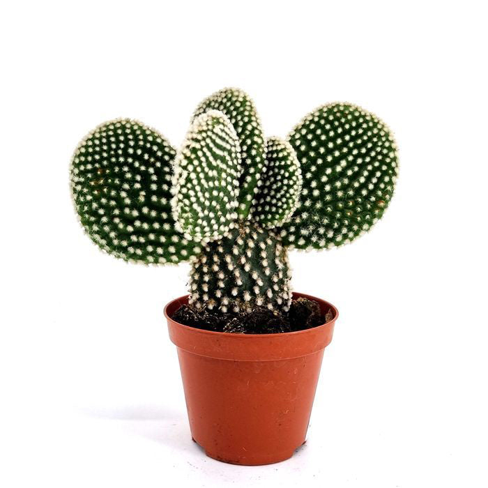 Opuntia microdasy (5 Lt)