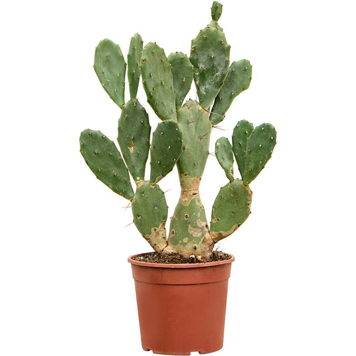 Opuntia vulgare (3 Lt)