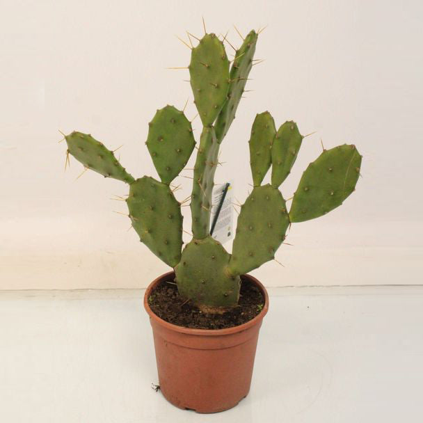 Opuntia vulgare (3 Lt)