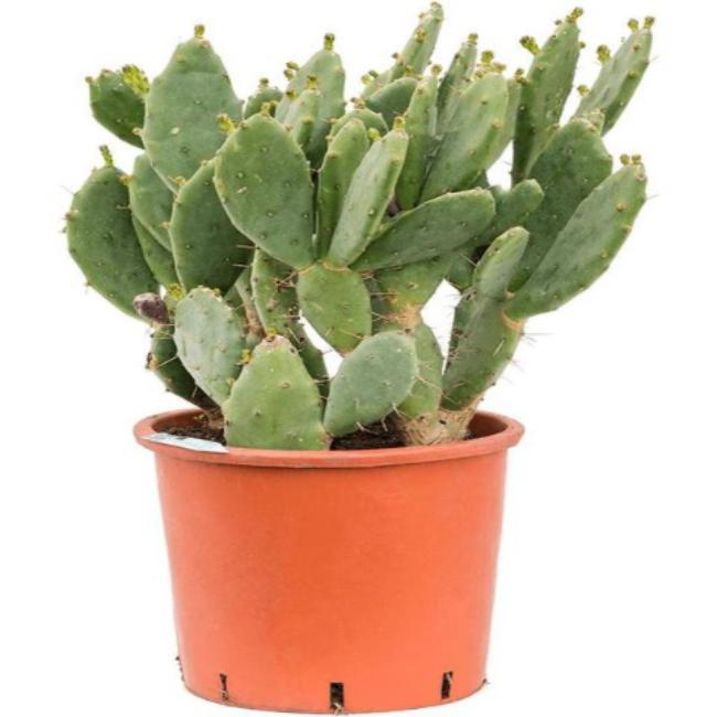 Opuntia vulgare (30 Lt)