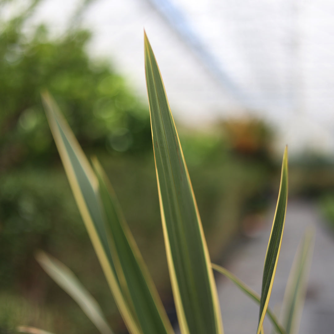 Phormium tenax ‘Variegatum - Alacalı Yeni Zellanda Keteni (9 Lt)