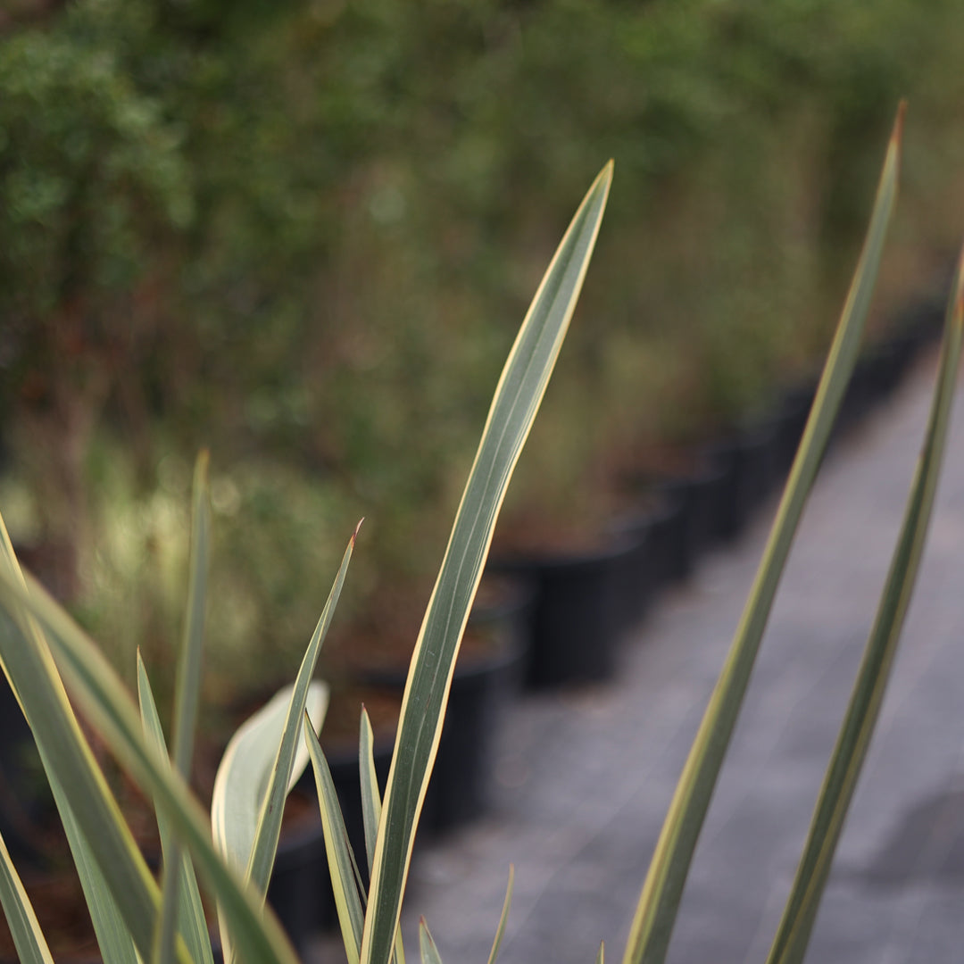 Phormium tenax ‘Variegatum - Alacalı Yeni Zellanda Keteni (9 Lt)