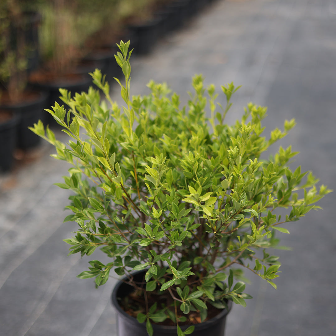 Pittosporum tenuifolium (7 Lt)