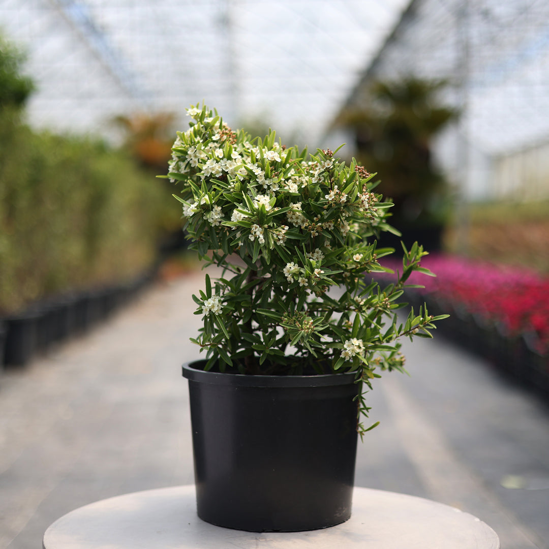 Pyracantha coccinea ‘Navajo’ (5 Lt)