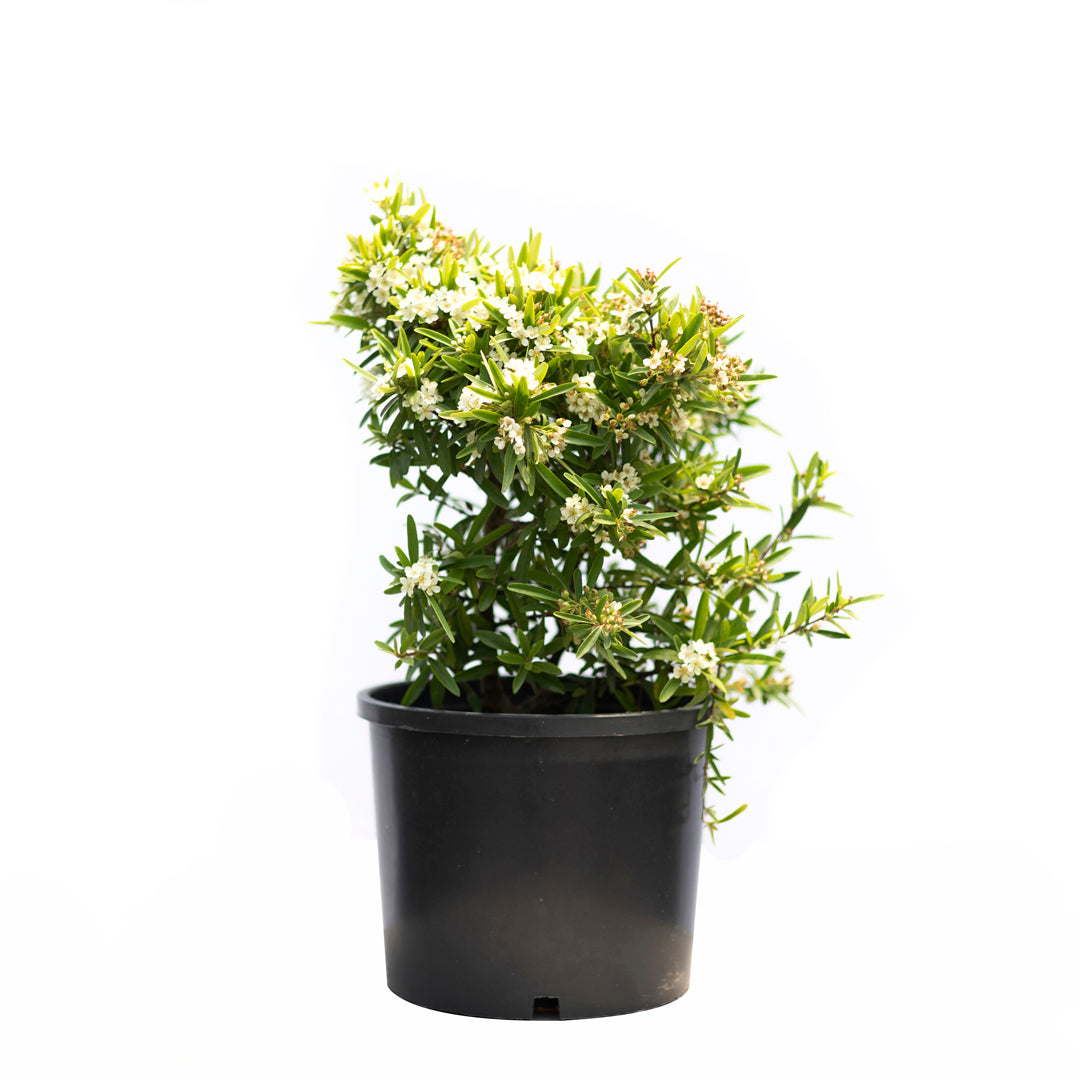 Pyracantha coccinea ‘Navajo’ (5 Lt)