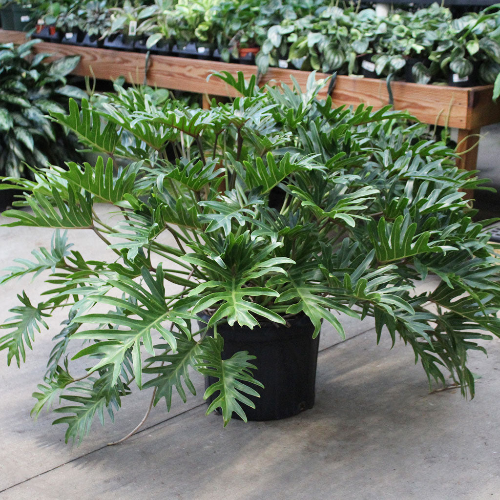 Philodendron xanadu - Deve tabanı (40 - 50 cm)