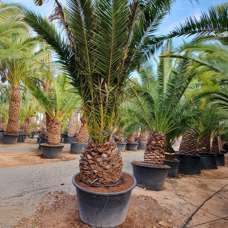 Phoenix canariensis - Kanarya palmiyesi (150-200 cm)