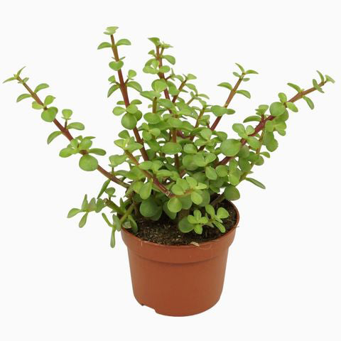 Portulacaria afra - Fil Azığı (18 Lt)