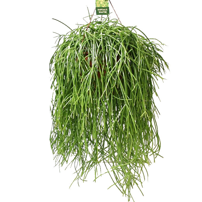 Rhipsalis baccifera