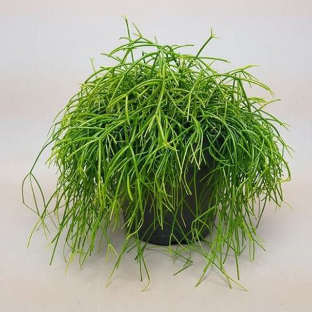 Rhipsalis baccifera