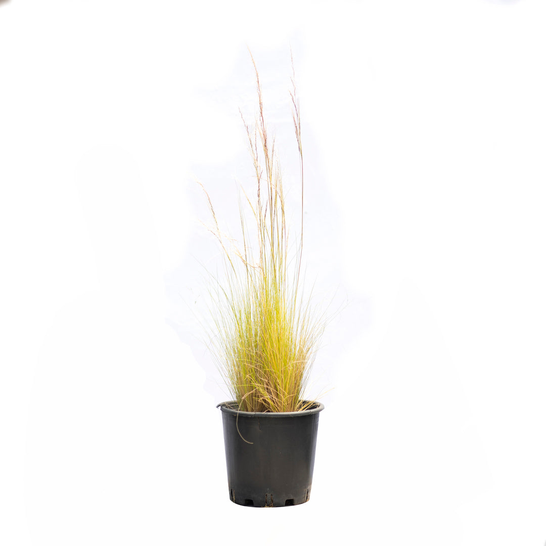 Stipa tenuissima (2 Lt)