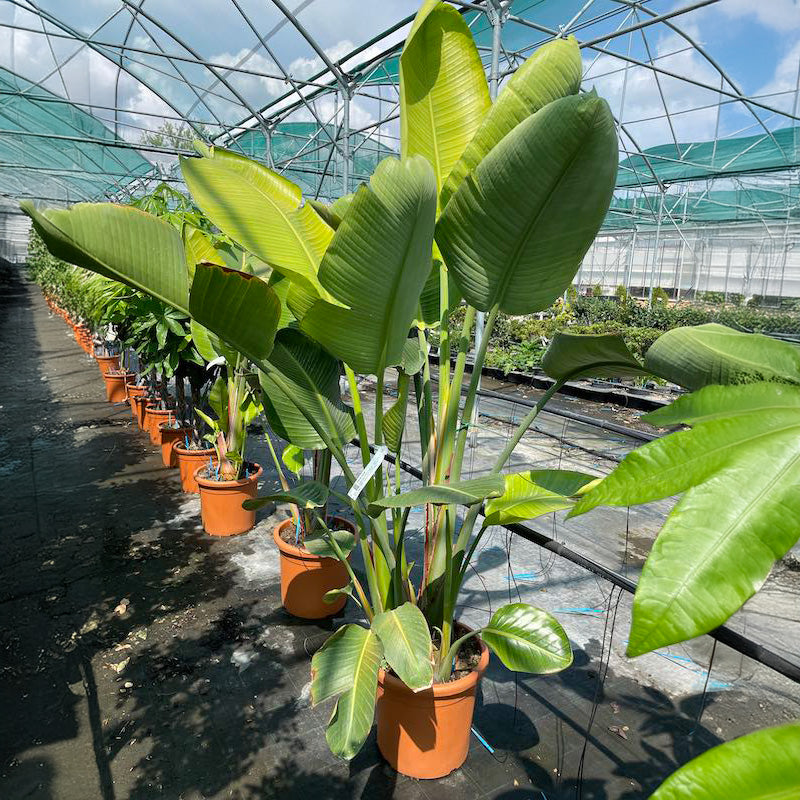 Strelitzia nicolai - Starlice (125 - 150 cm)