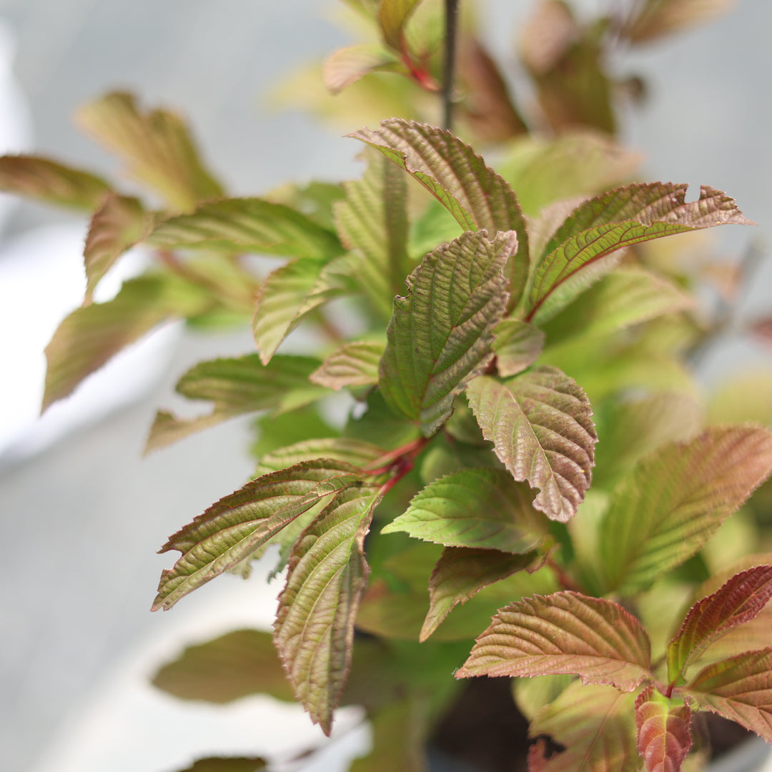 Viburnum bodnantense dawn - Pembe Çiçekli Kartopu (5 Lt)